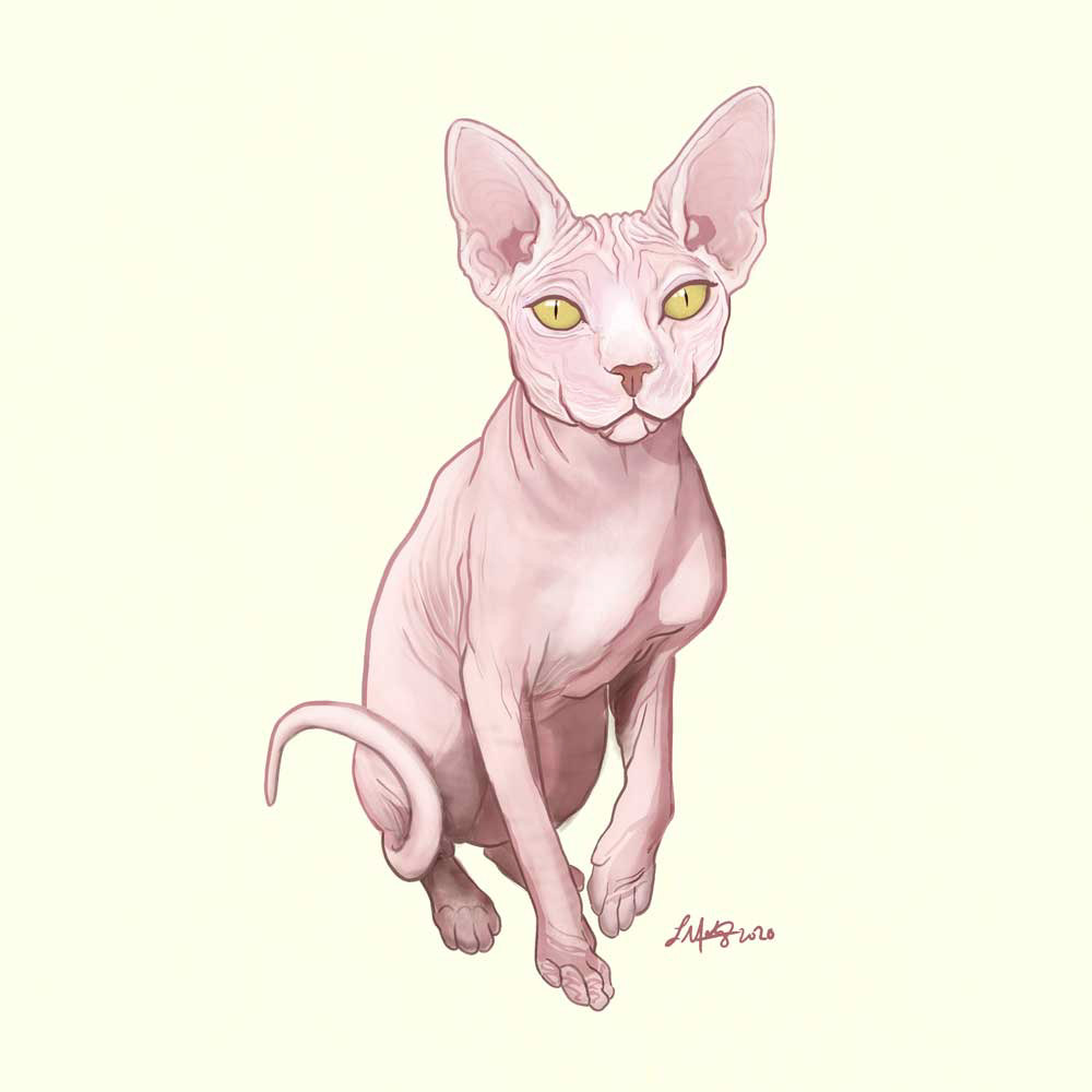 animal Cat Cat Lover Digital Art  ILLUSTRATION  kitten Pet Pet Portrait sphinx sphinx cat
