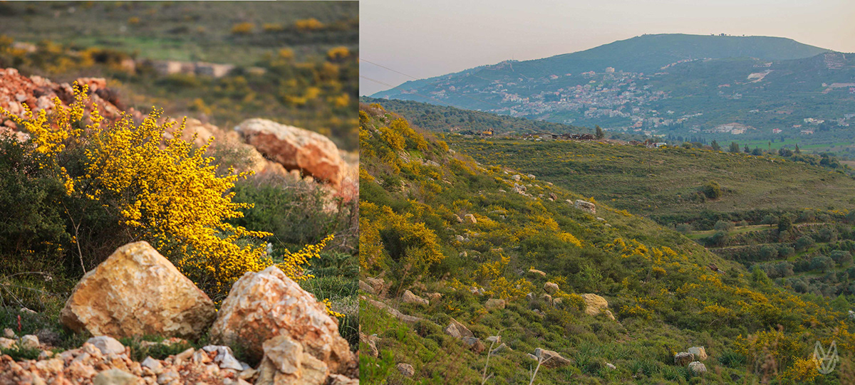 green spring jog yamaha blue lebanon LEBNEAN MARKABA hometown countryside vivid sunset DUSK mountains