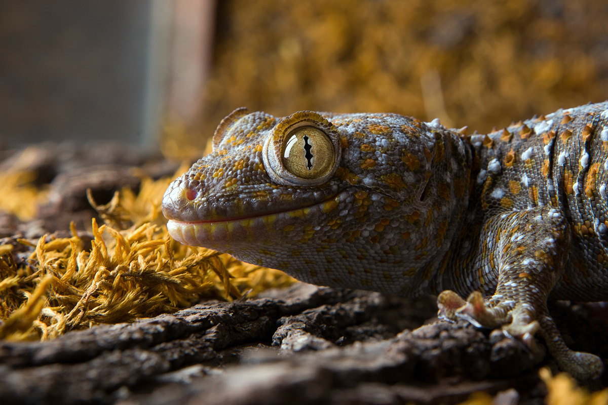 wild animals exotarium Armenia snake lizard iguana zoo