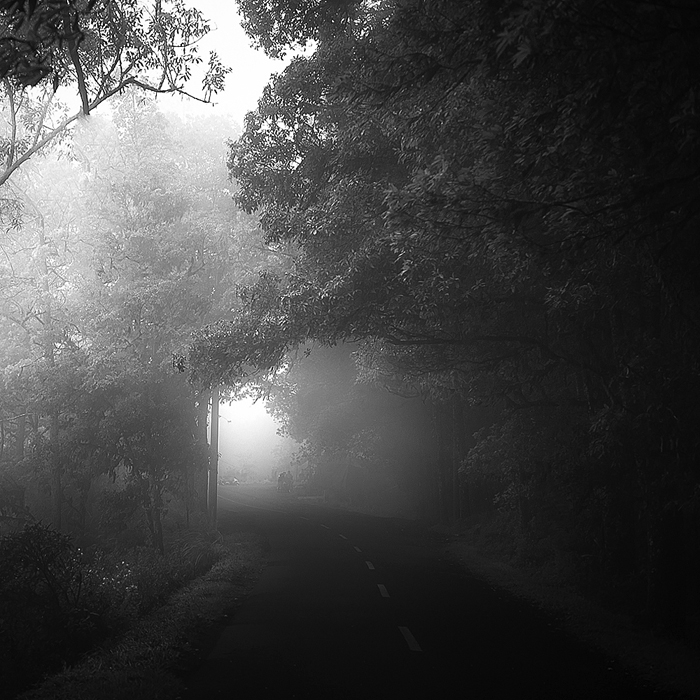 mist surreal rain forest fog mystery Mystic rain wet cold tropic