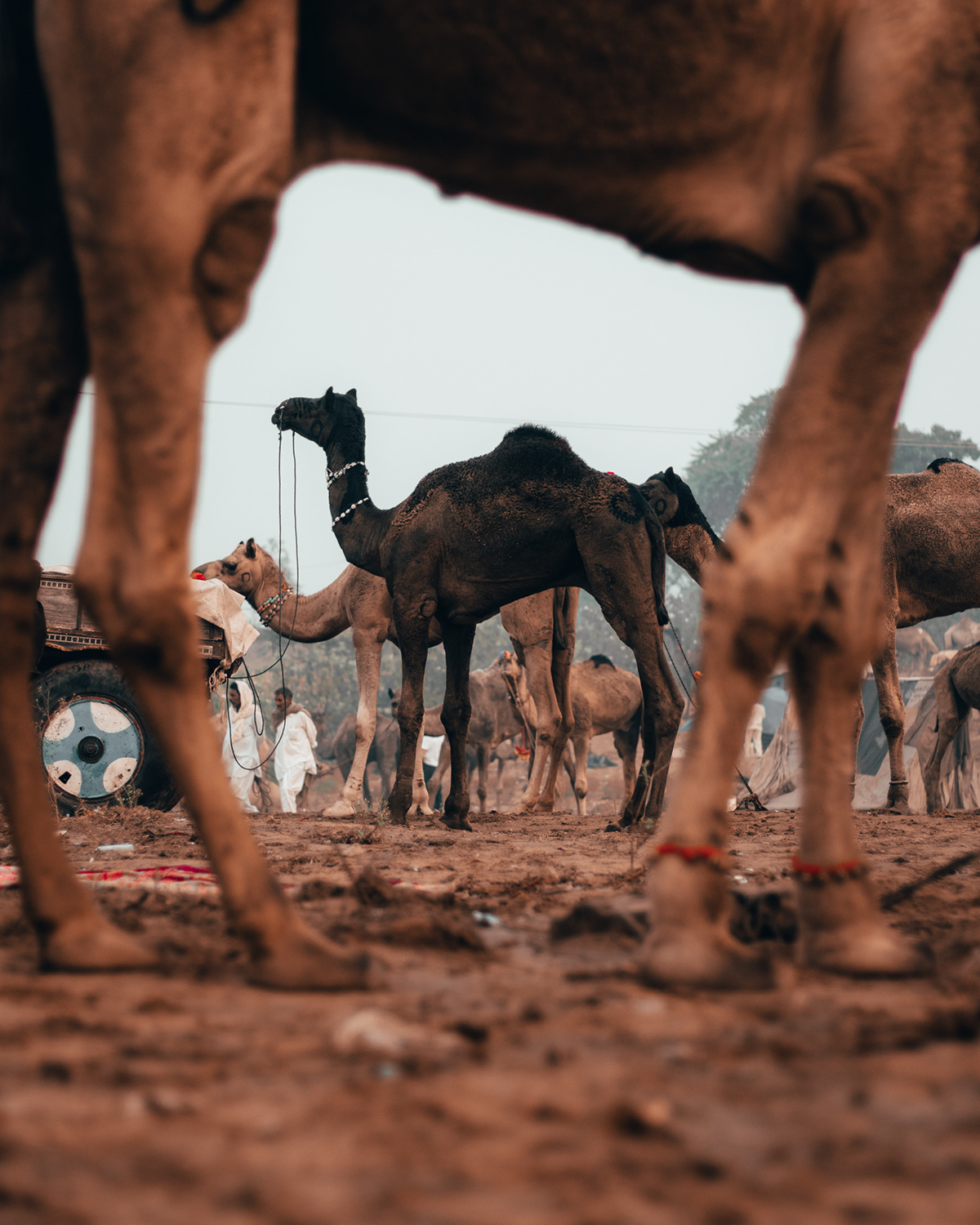 Camel Fair  Pushkar Travel village