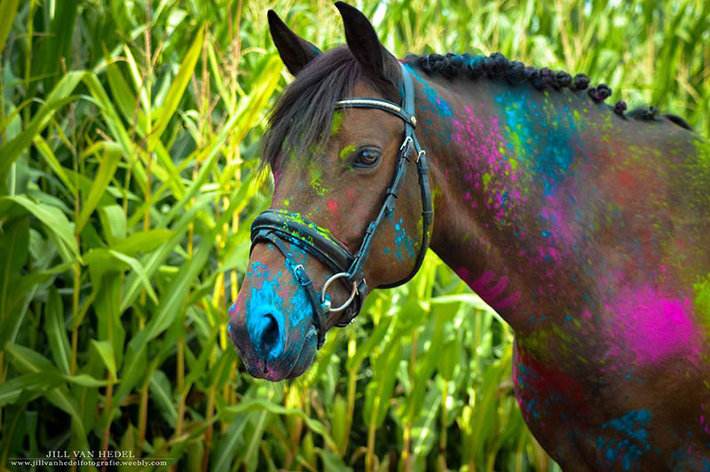 colour powder horses friends
