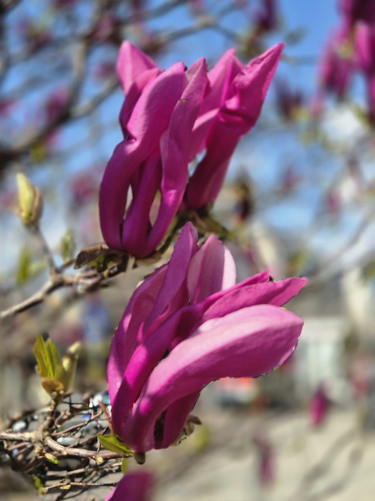 magnolia spring pink Flowers flower-Photogtaphy Samsungs24plus