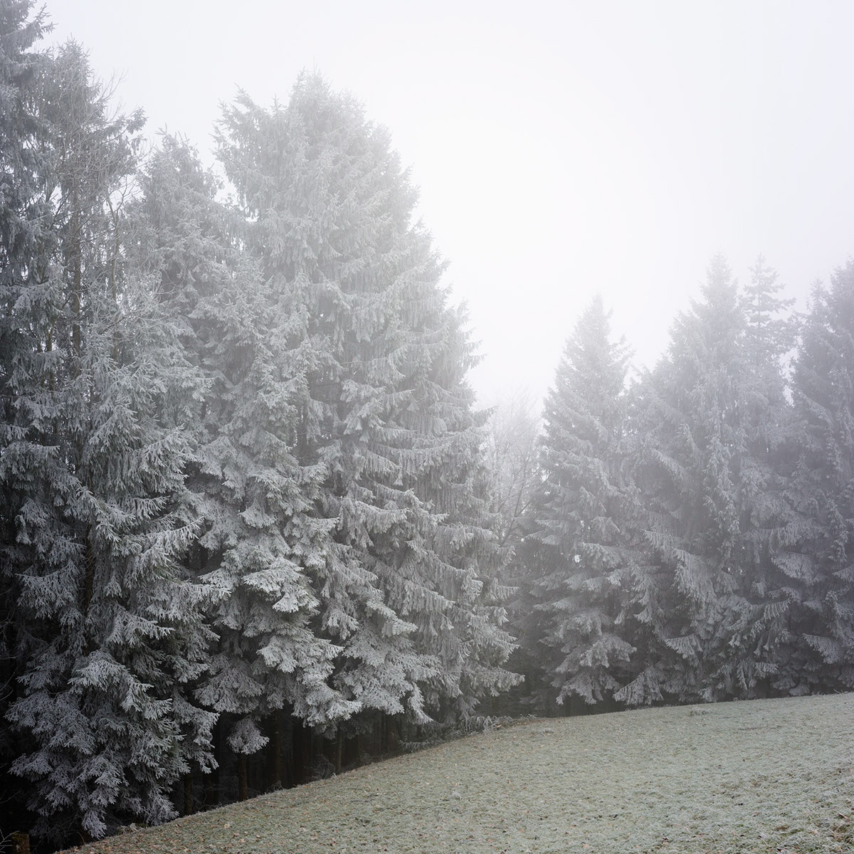 winter white frost Landscape fog Switzerland Zurich Oberland pine spruce