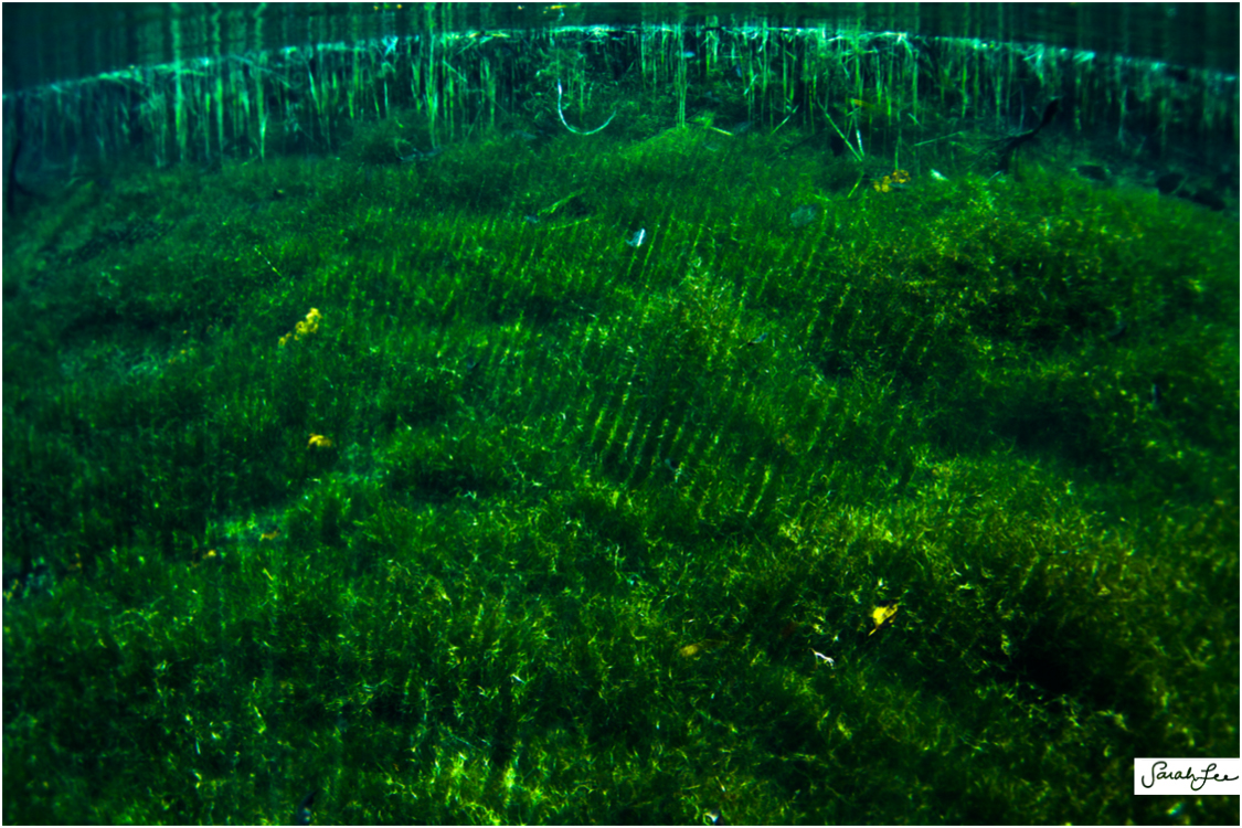 underwater woman underwater green grass HAWAII paradise Light rays surreal but real natural blur sarah lee photo big island kona bikini