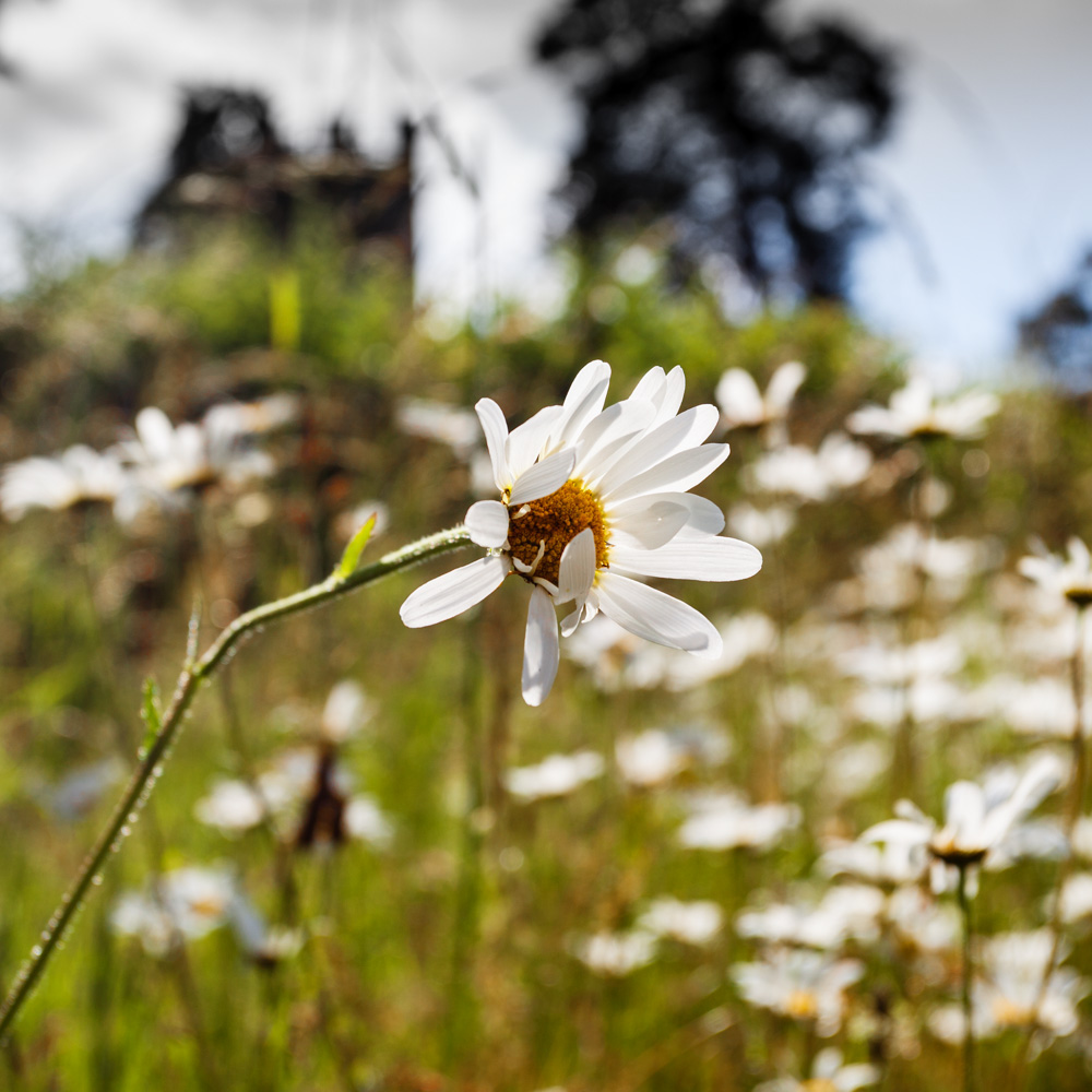 flower Flowers meadow Meadows summer england field smell grass herbs floral countryside daisy