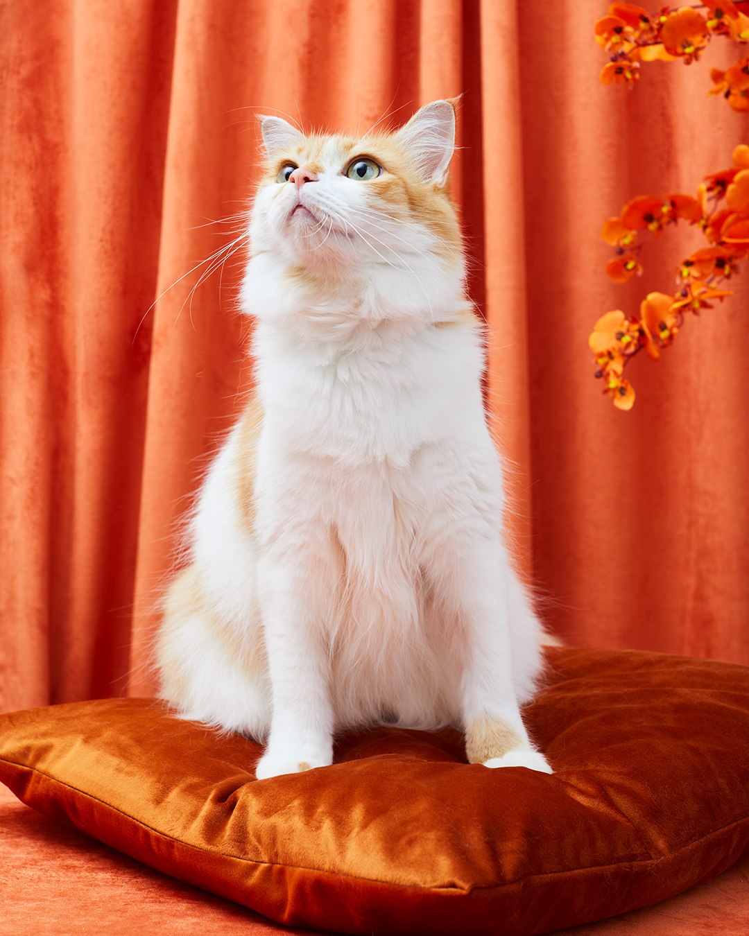 animals Cat Chat color monochrome nyc orange Photography  portrait velvet