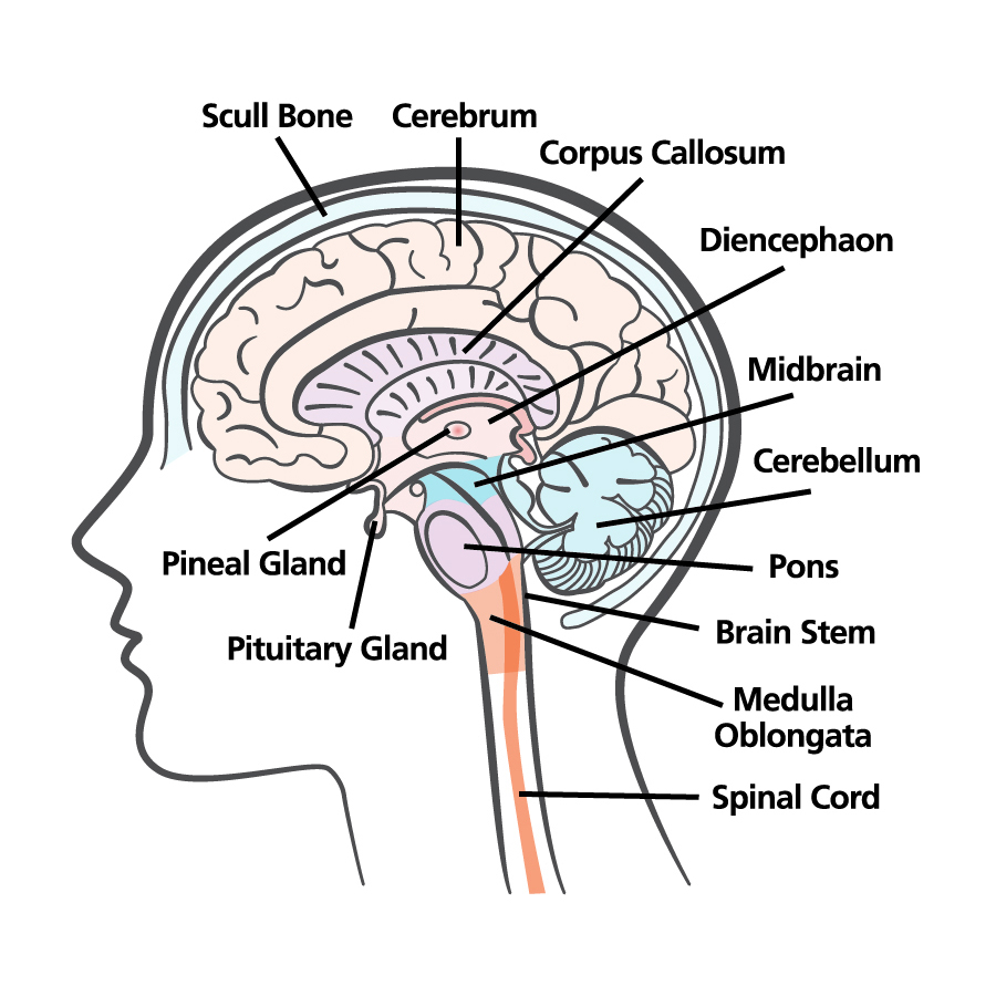 medical illustrations brain illustrations brain ABTA BRAIN TUMOR