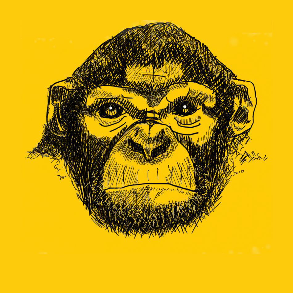 Macaco chimpanze animais natureza ecologia Extinção preservação