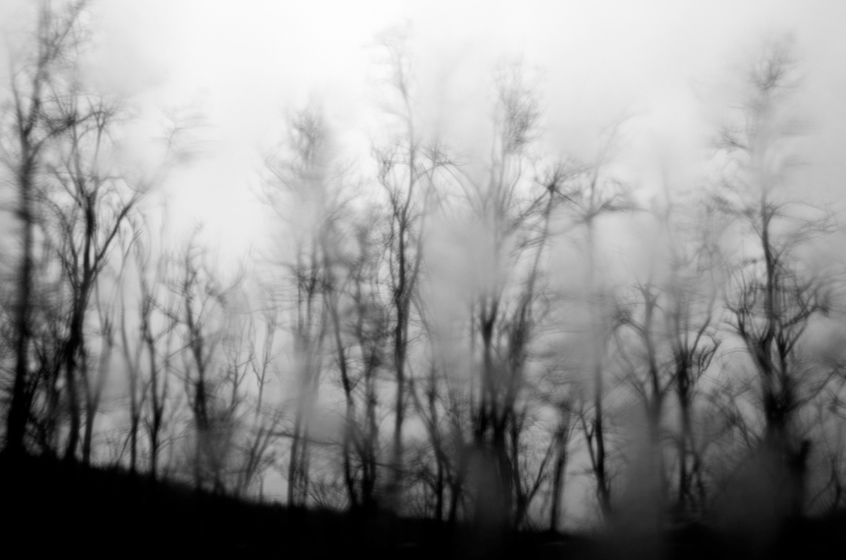 trees fog experimental Poetry  winter black and white  grey  melancholy