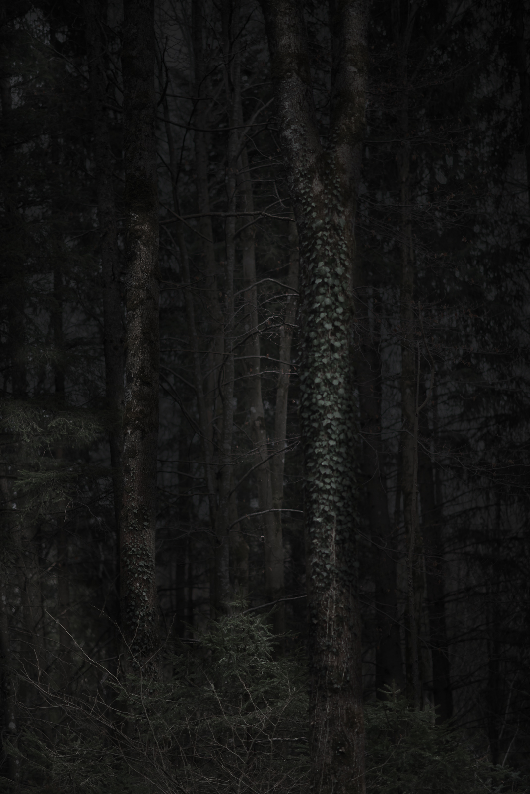 forest woods wood wald germany Nature Landscape dark spring