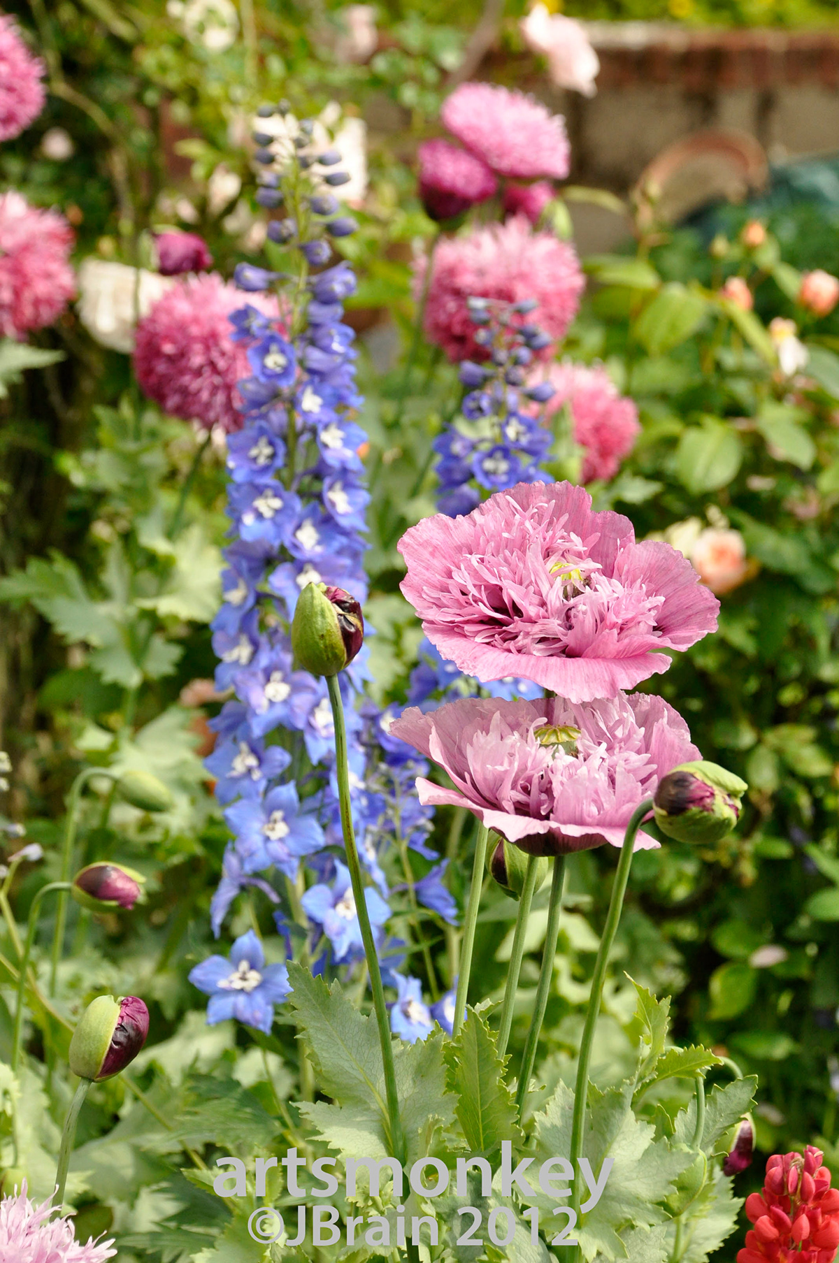 garden  Countryside  cottage   "cottage garden" Artsmonkey JBrain gardening Flowers  roses  "climbing plants" poppies