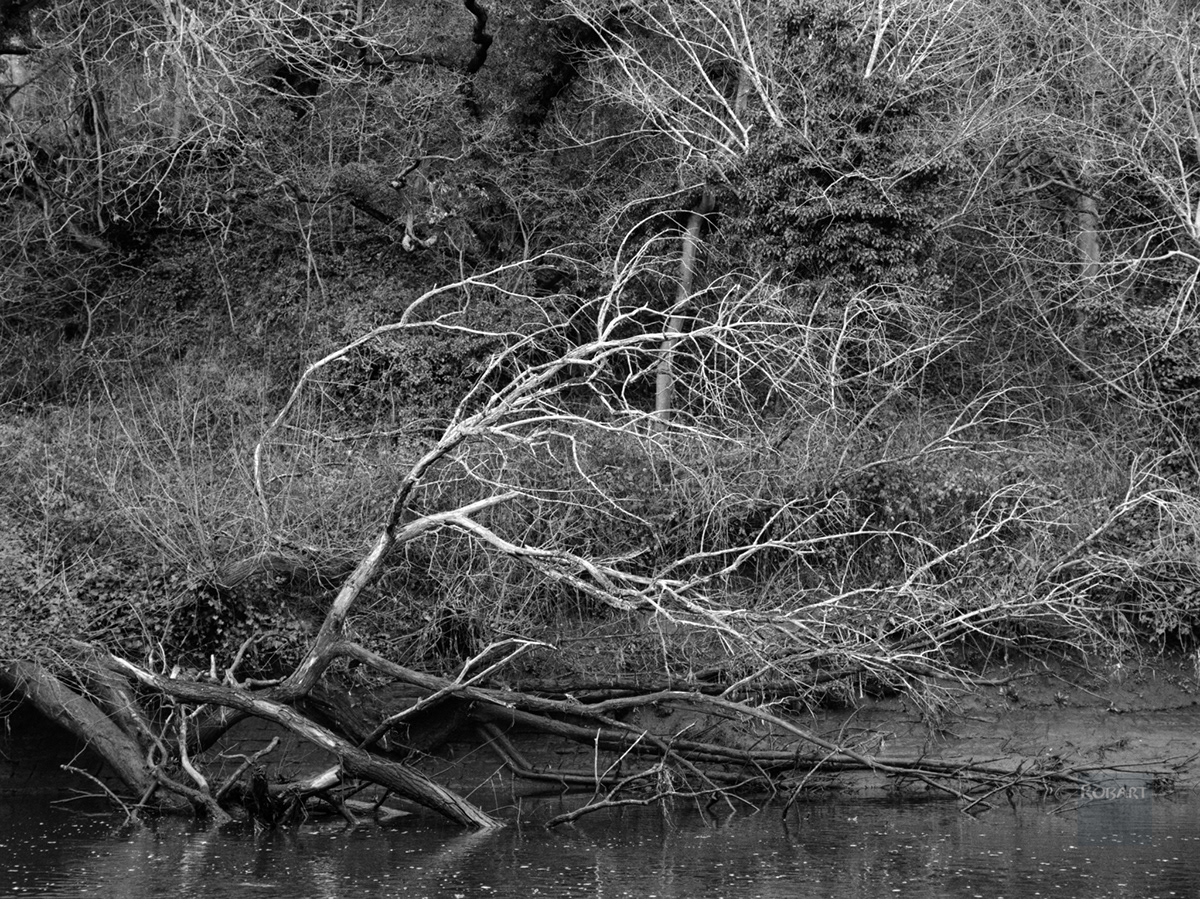 trees Film   Photography  35mm film analog photography black and white 120 film medium format film photography photographer