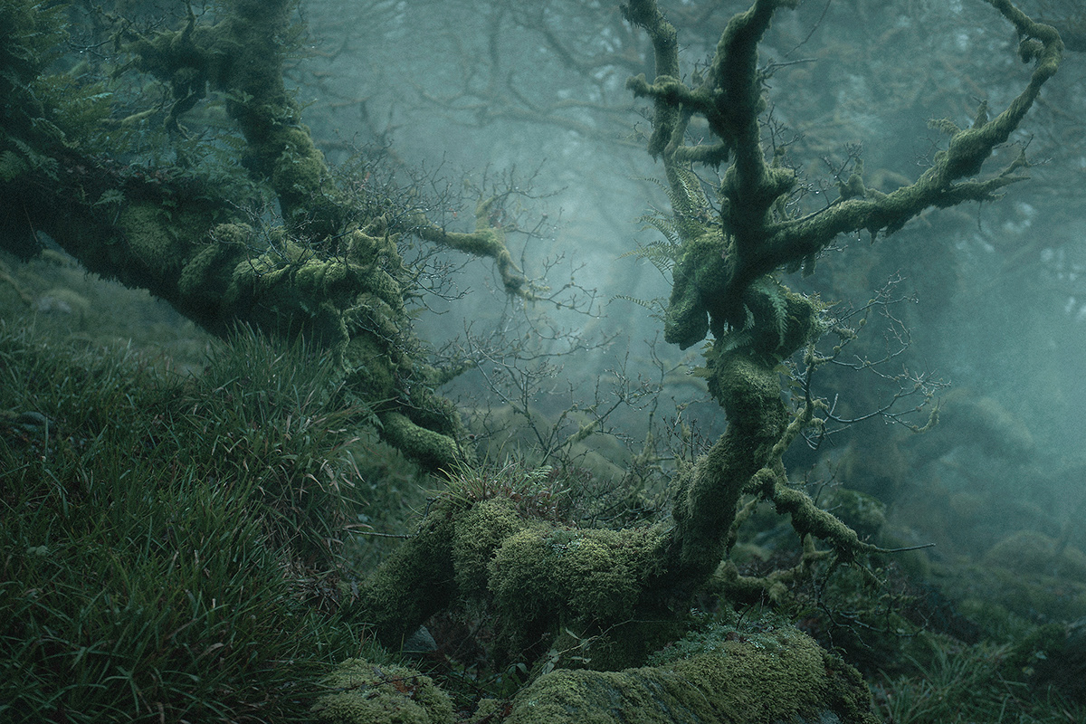 mystical woodland trees fairytale forest Photography  cinematic