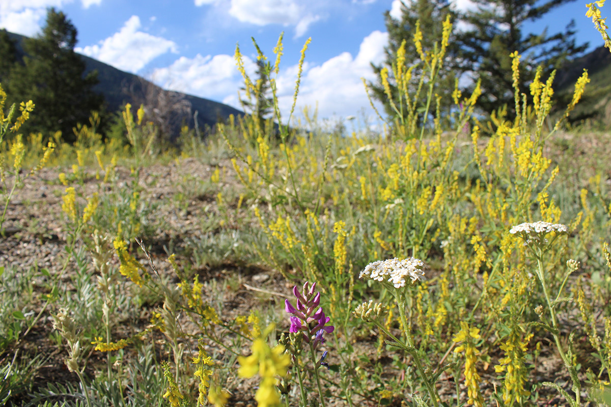 yellow, red, and white wildflowers mix with grasses and patches of dirt