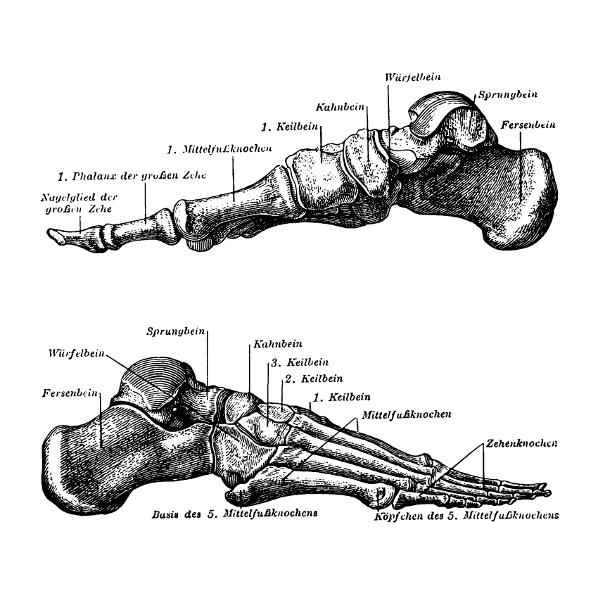 vector anatomy vintage medical diagrams human body organs skull skeleton bones heart hands feet lungs