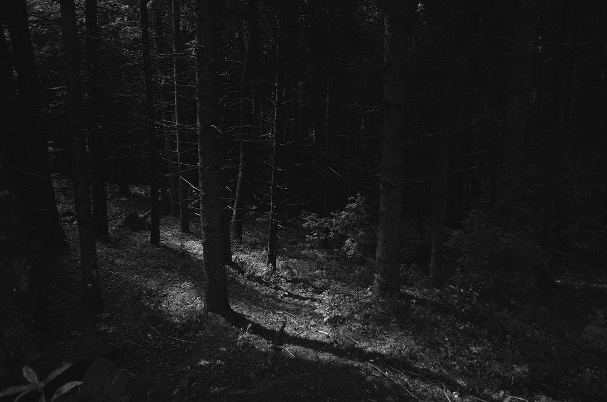 Nature Landscape dark Nikon trees