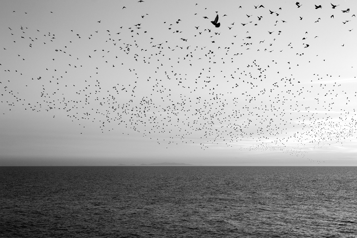 wildlife Nature birds monochrome Blackpool