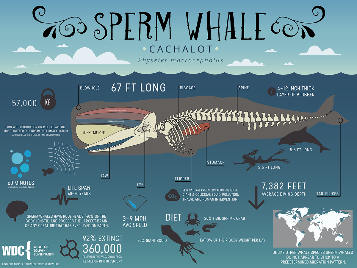 Sperm Whale Infographic on Behance1200 x 900