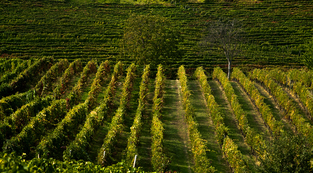 digital photo postcards Landescape vineyard wine the paludo