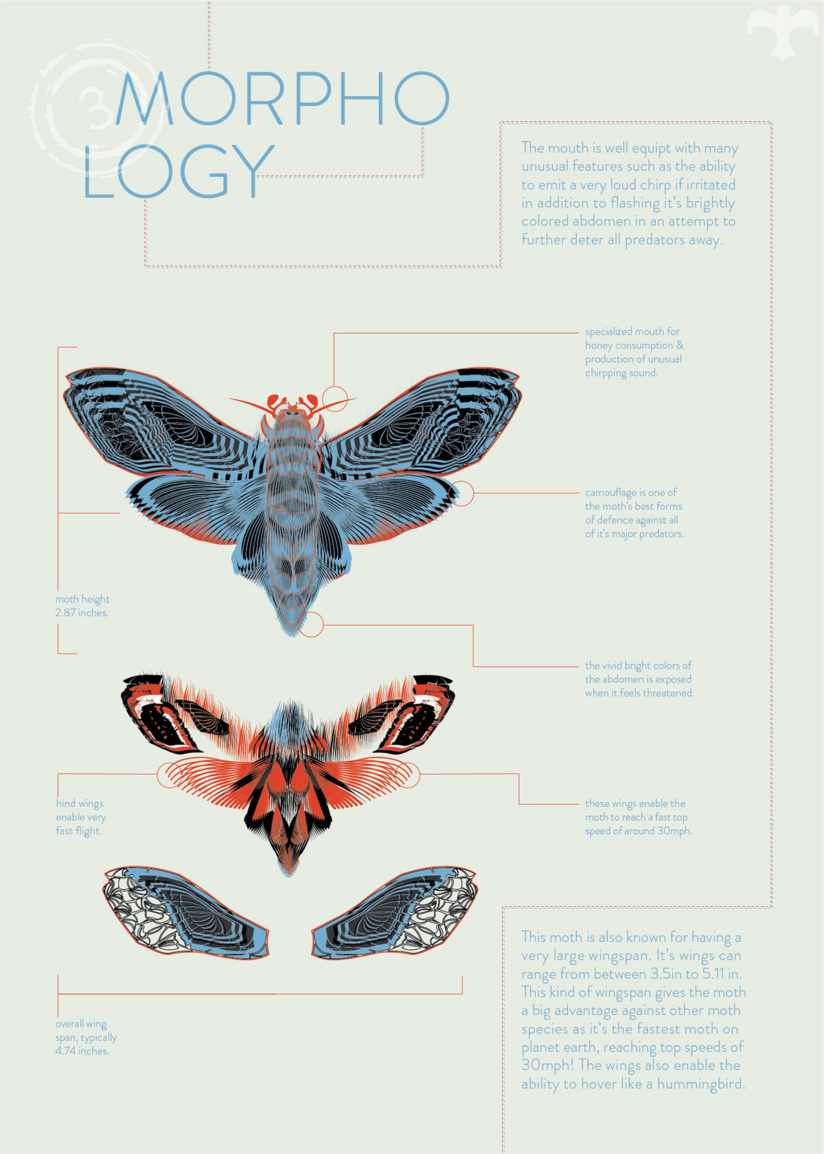 information graphics handdrawn insect design pattern detail adobeawards semifinalist updated