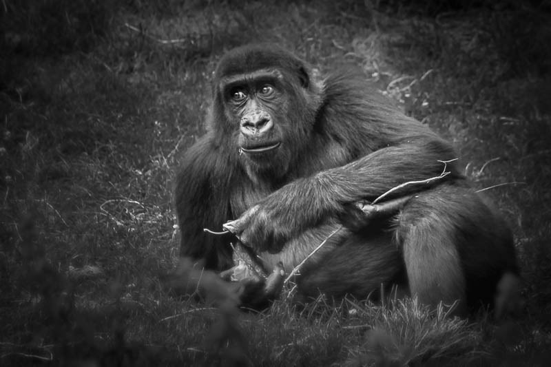 apes primates gorilla monkey wildlife