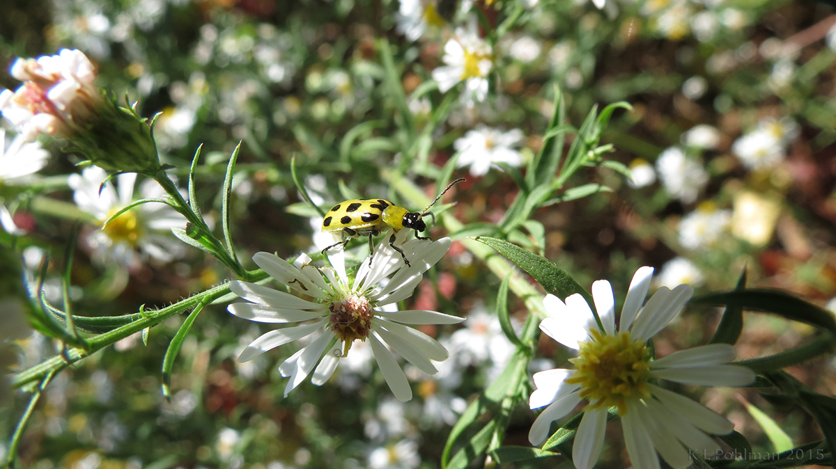 Wildflowers SUNNY DAY asters sunshine white flowers daisies yellow wasp kristie pohlman 