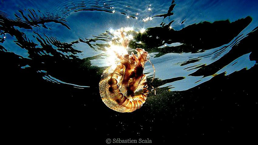 underwater mallorca fish nudibranche eel octopus