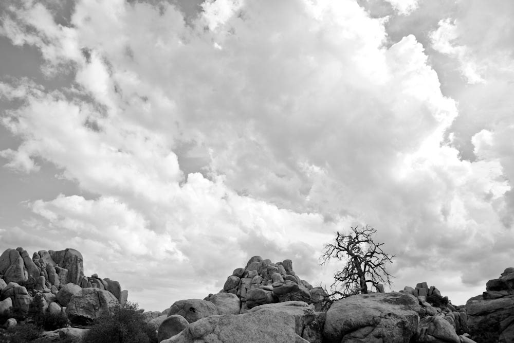 joshua tree desert Joshua National Park rock black White sand