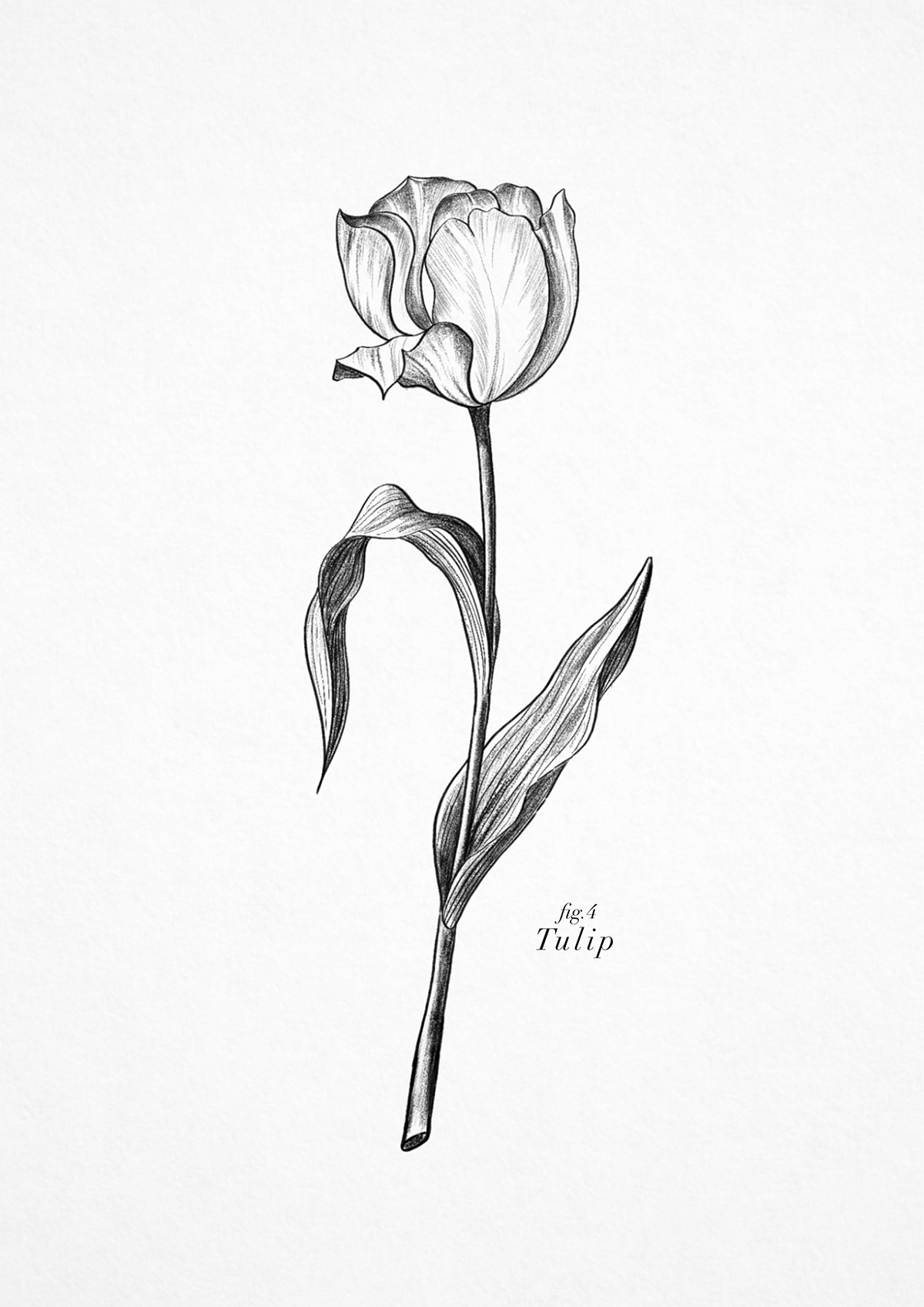 botanic Flowers ILLUSTRATION  orchis tulip
