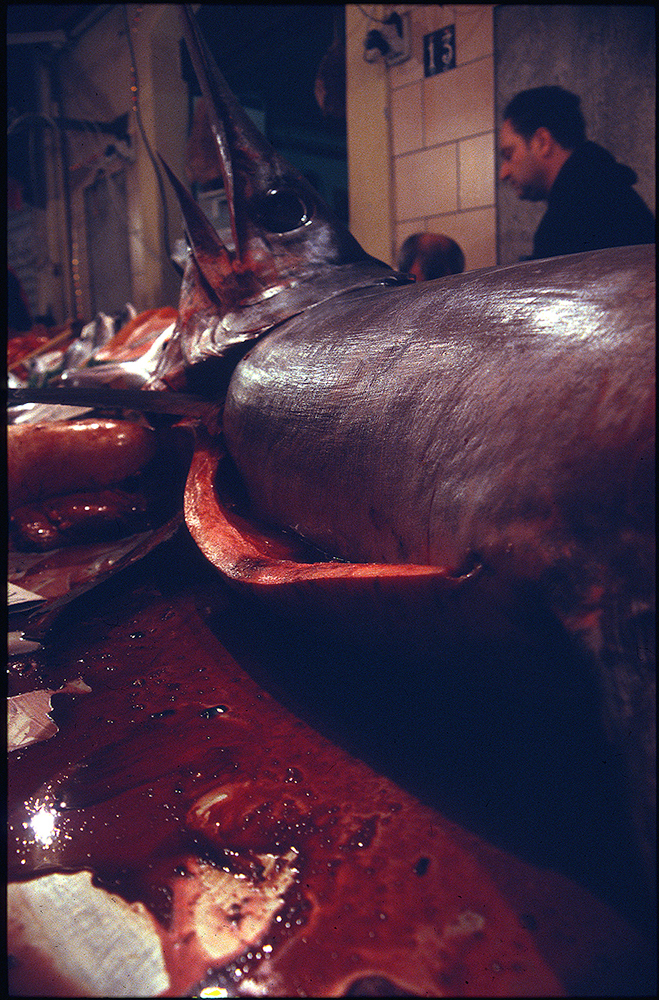 pesce mercato diapositive spada pescespada sangue blood bloody sicilia milazzo fish