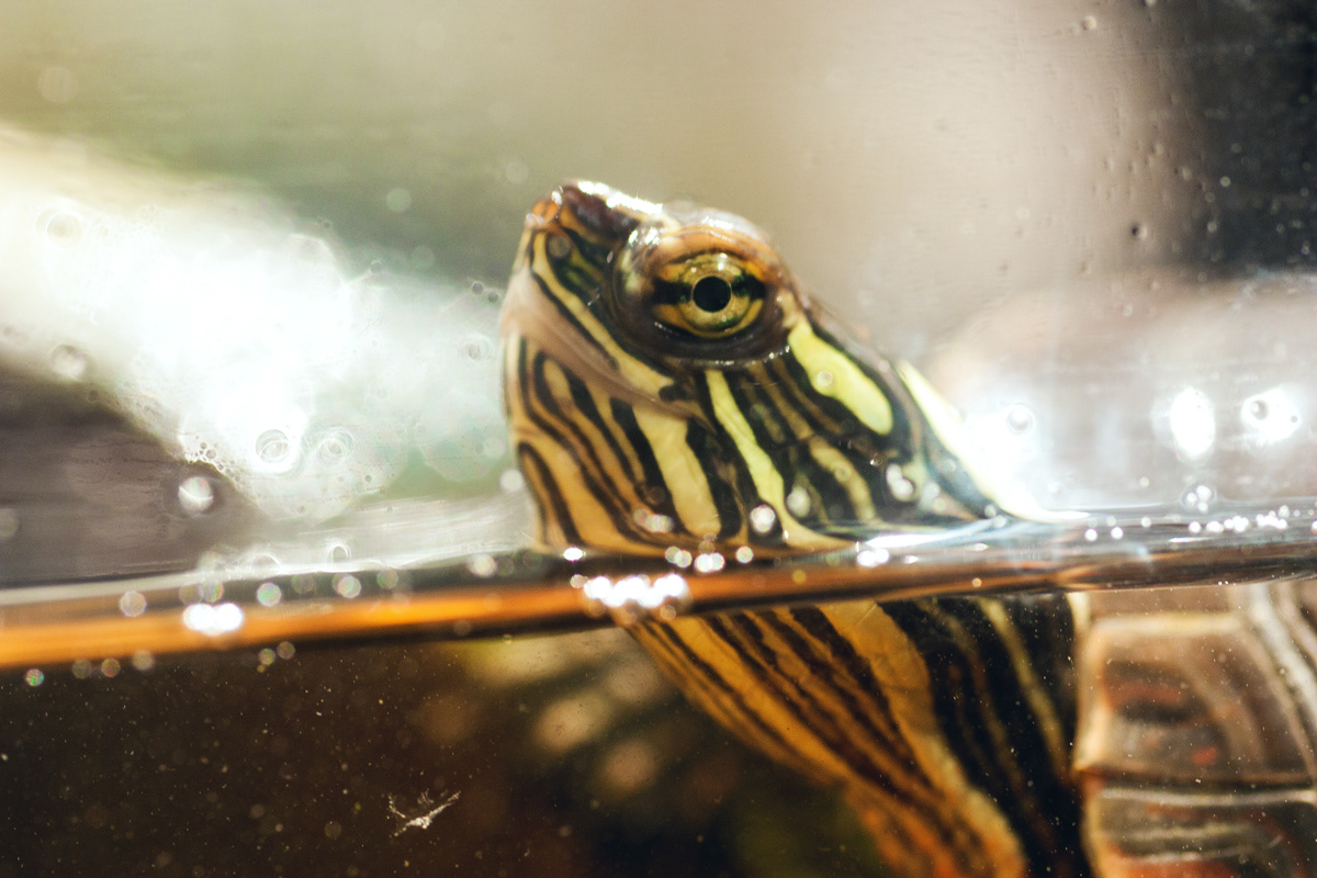 painted turtle baby turtle water Tank macro