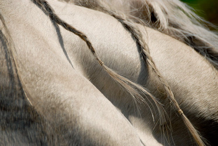 horses equine dressage