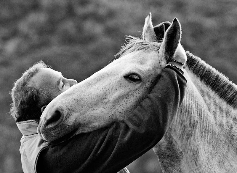 portraid horse reportaj   histories bogota colombia