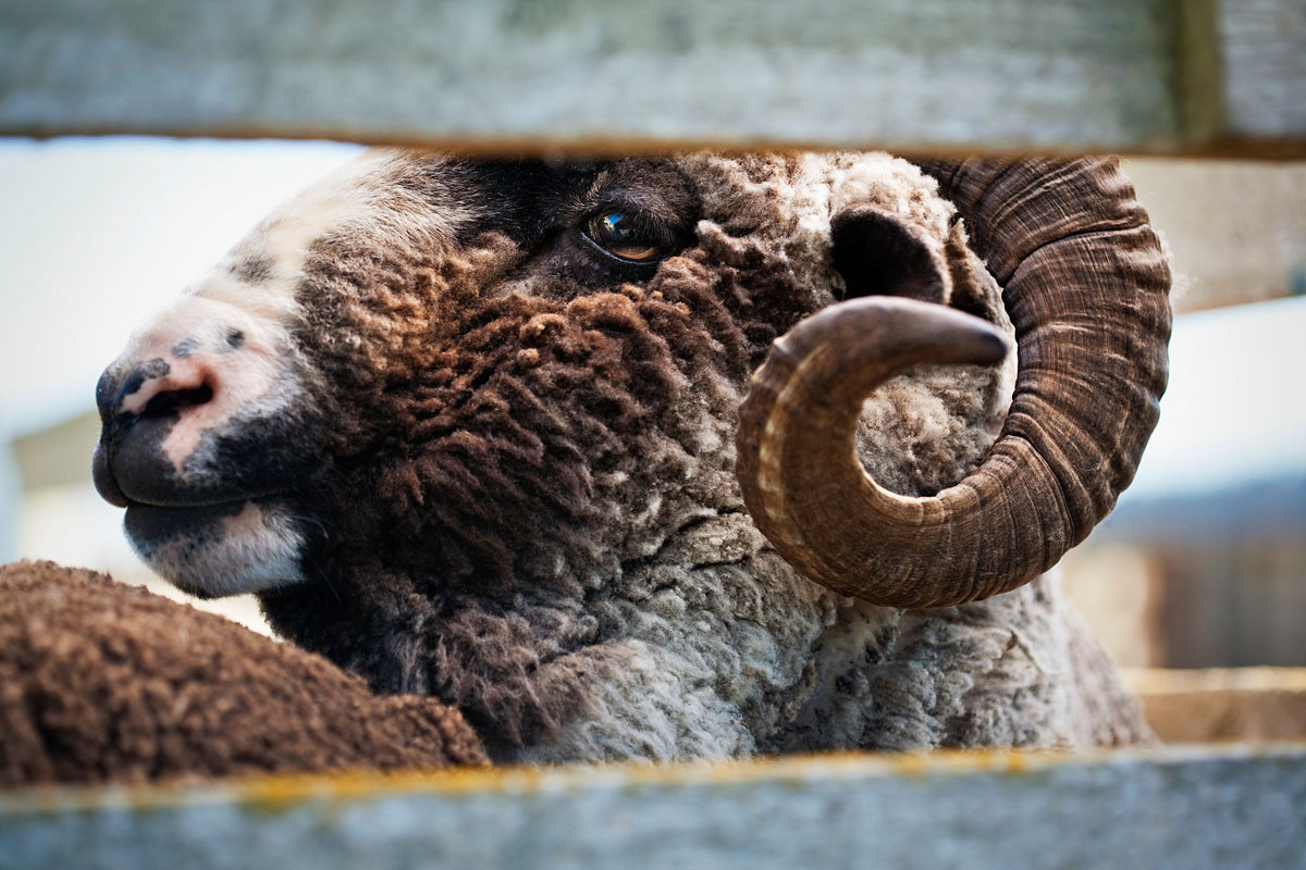 branding  images Imagery Brand Library New Zealand merino sheep wool