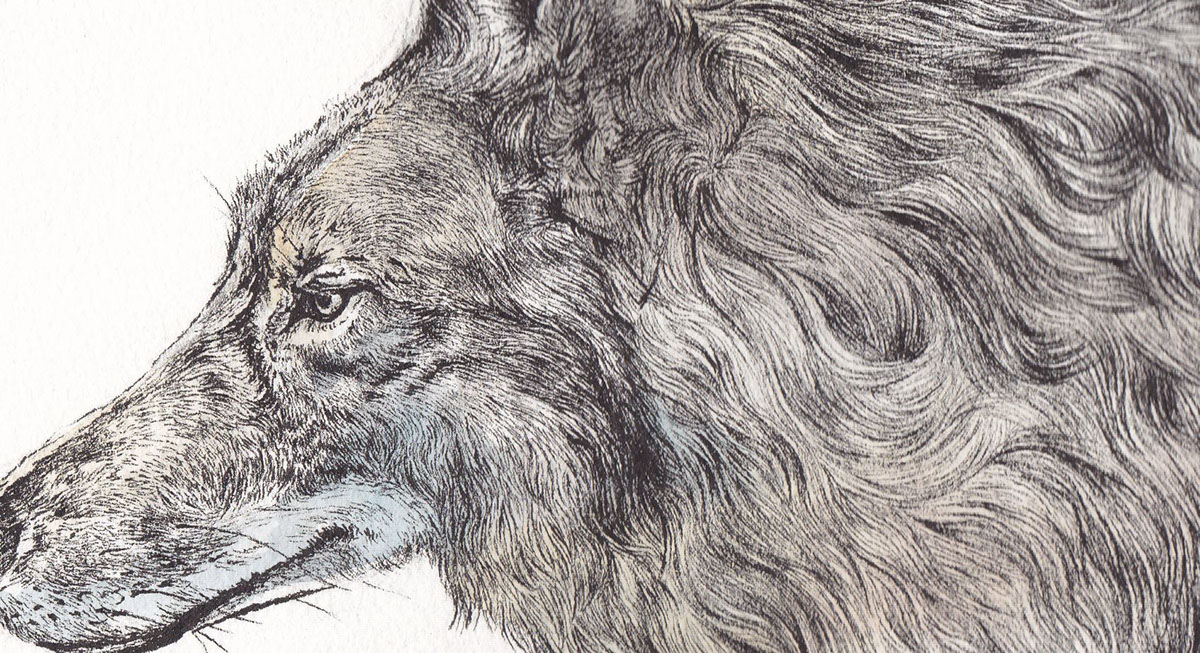 pen and ink conte animal coyote