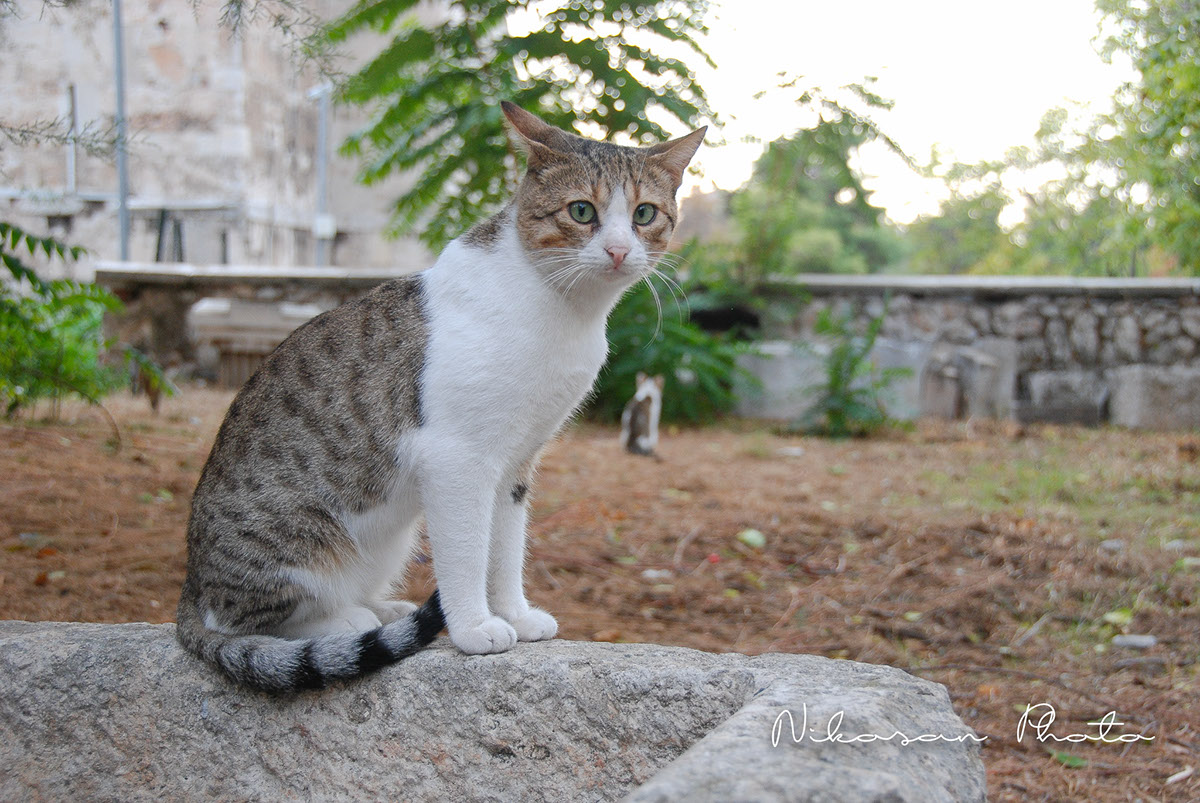 Greek Cats cats Chats grecs Chat Greece grece Cat feline felix chats