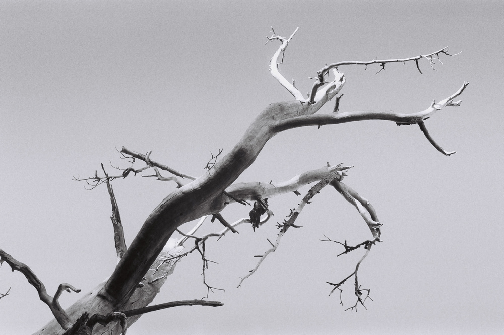 Nature 35mm black and white Film  