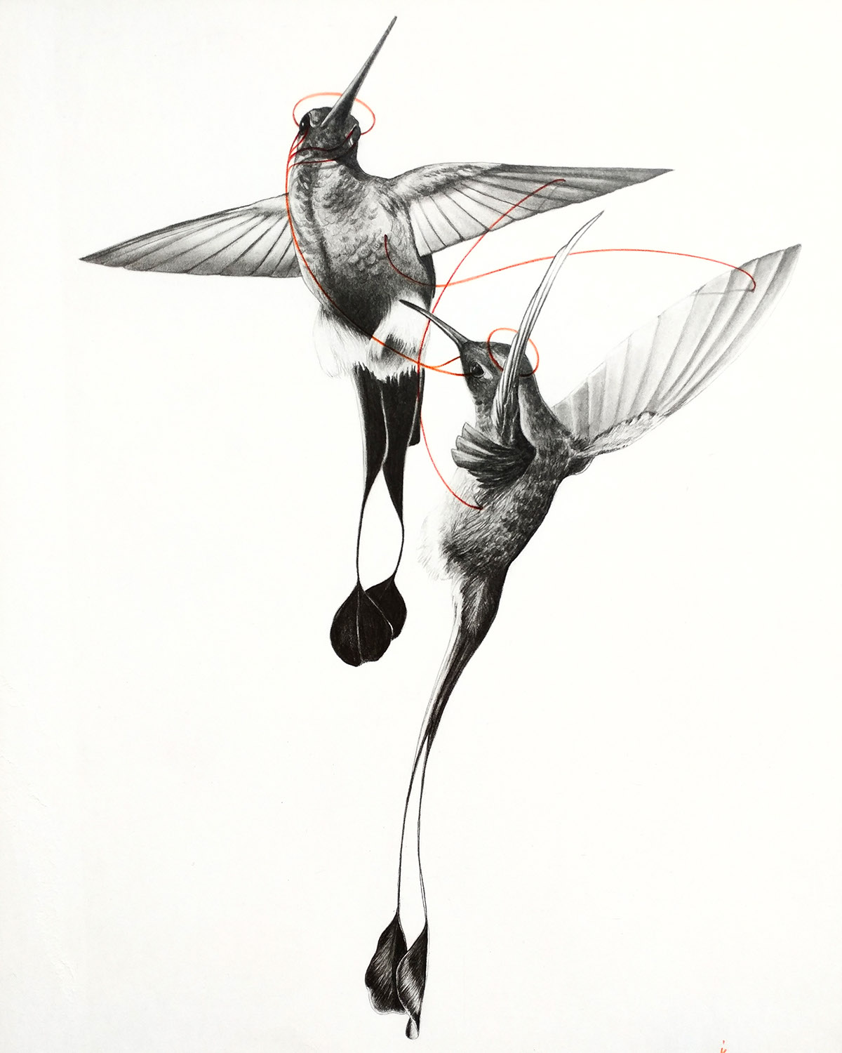 hummingbird chaos colored pencil Drawing  conceptual art graphite pencil Love