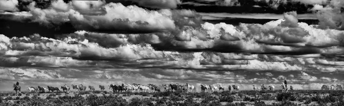patagonia wild horses wild horses black and White fine art