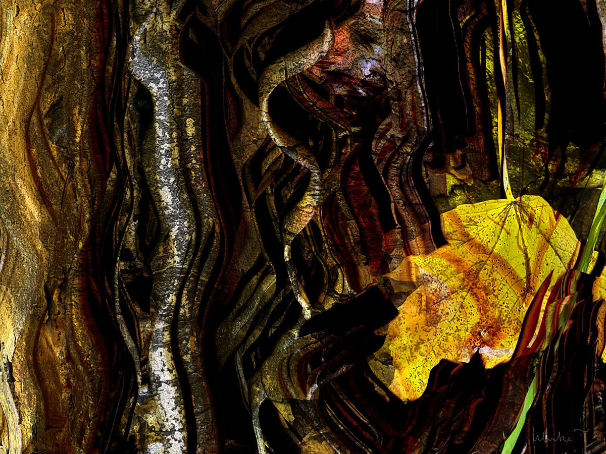 autumn Nature Fall leaves trees forest herbst wald abstract