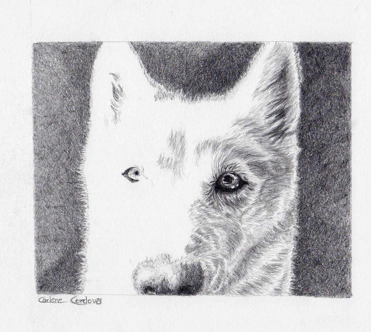 animal illustration  Dog Illustration graphite black & white