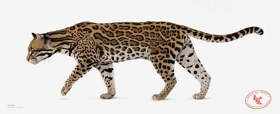 scientific illustration Leopardus wildlife