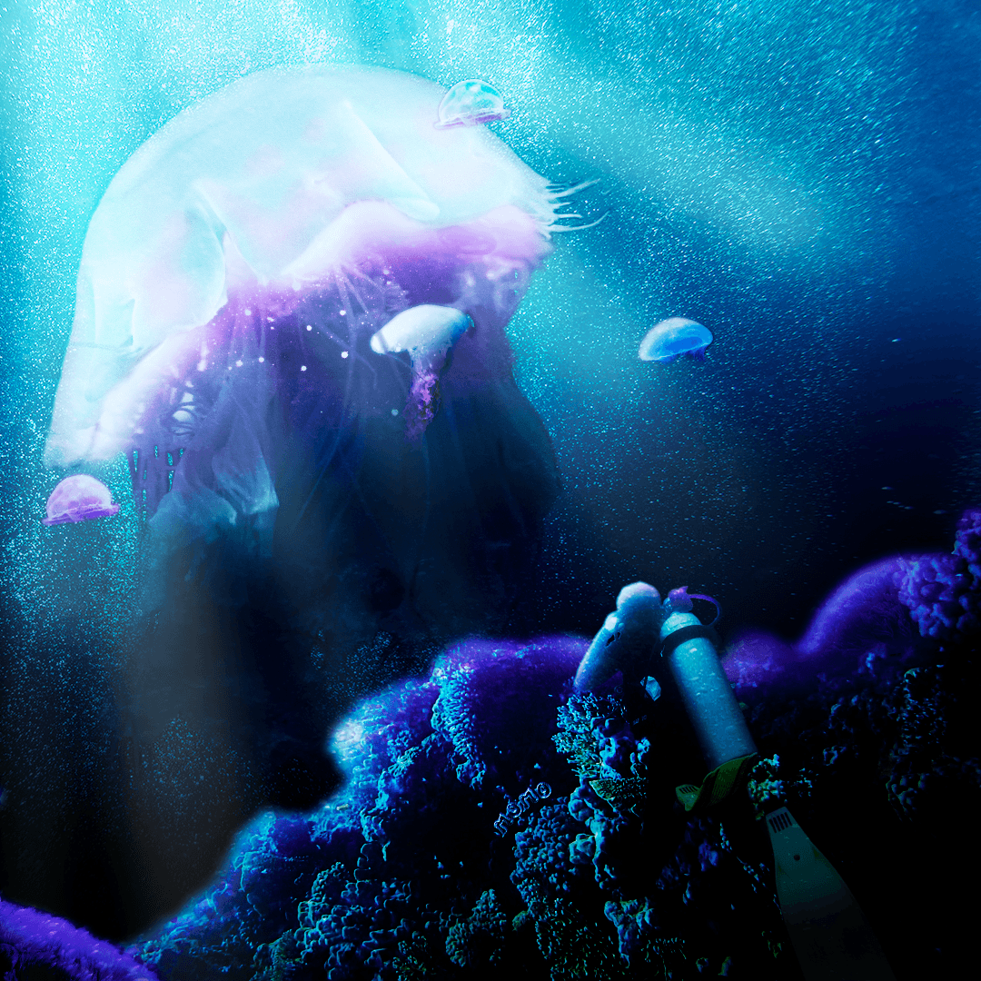 underwater jellyfish coral reef creature subaquatic