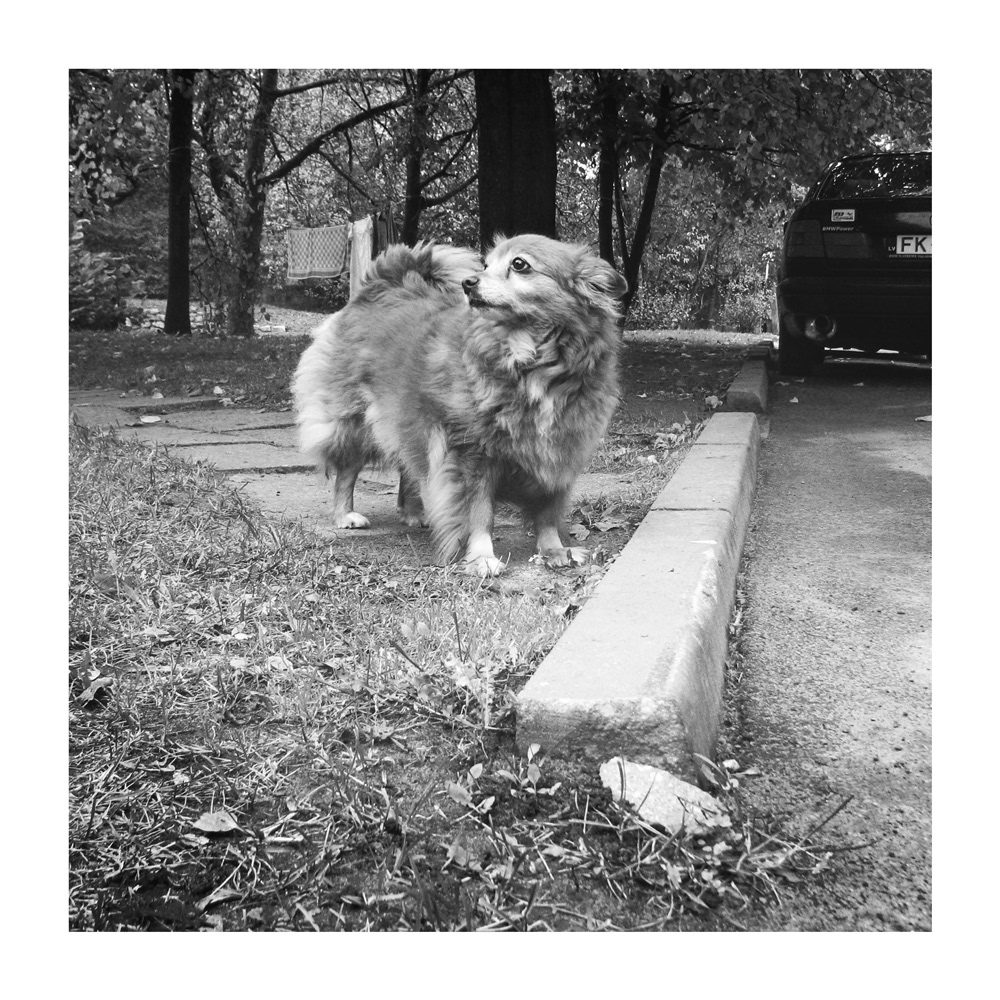 dogs black and white bw Photography  Latvia Georgia pets