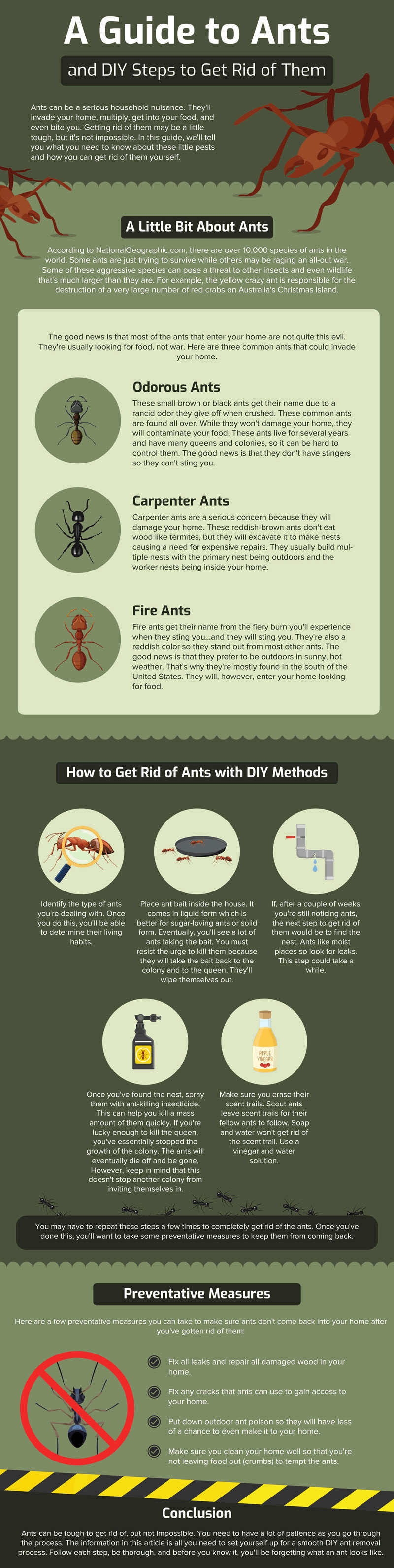 ants bugs Insects Pest Control