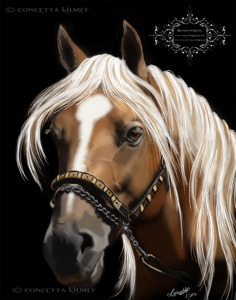 horse digital animals horsemanship domestic animals black and white paint mare stallion concetta kilmer concetta kilmer