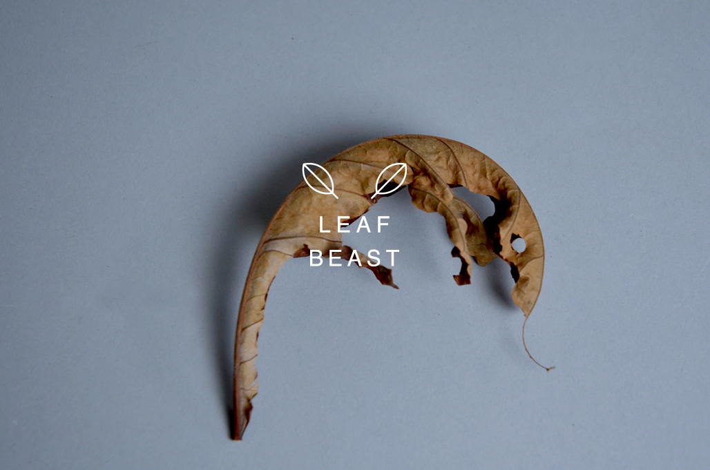 leaf Plant Nature animal