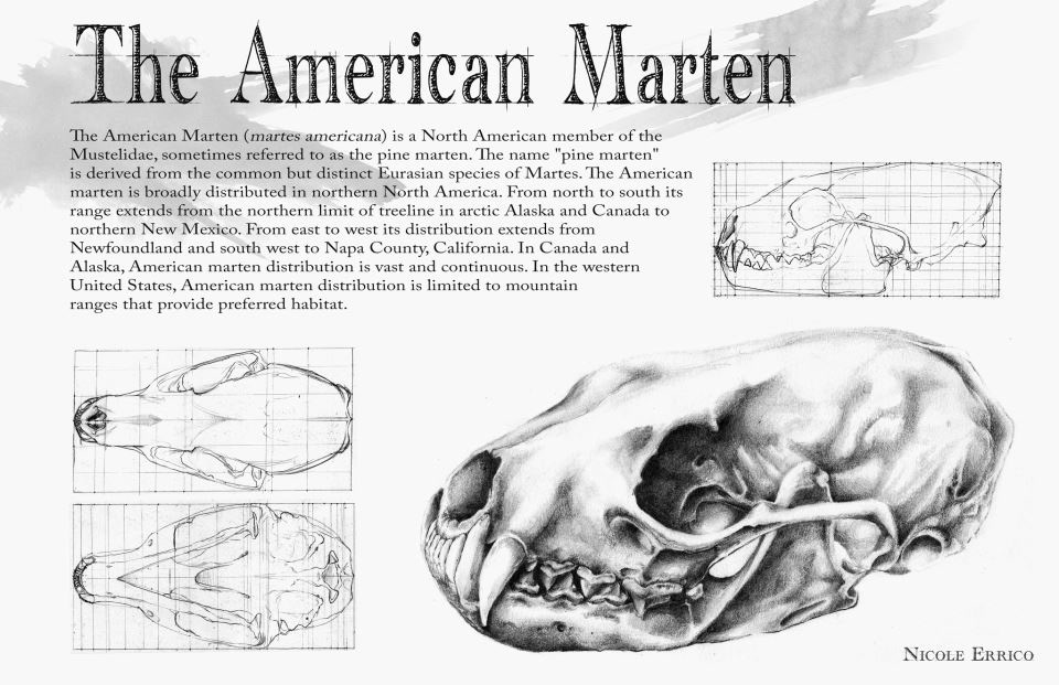 scientific illustration bugs beetles skulls animal skull human medical illustration