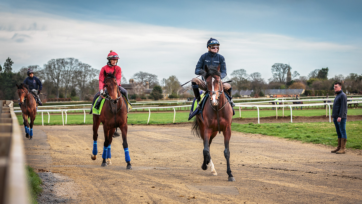 Race-Horse jockeys thoroughbred Newmarket-Town Warren-Hill strength stamina equestrian gallop Training Field